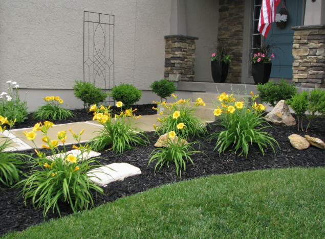 Front yard landscape with yellow flowers and dark mulch showing beautiful garden design