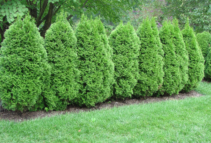 Weeding and Pruning