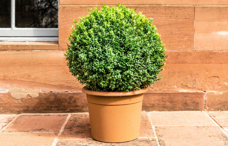 Perfect round topiary shrub demonstrating expert pruning skills and attention to detail