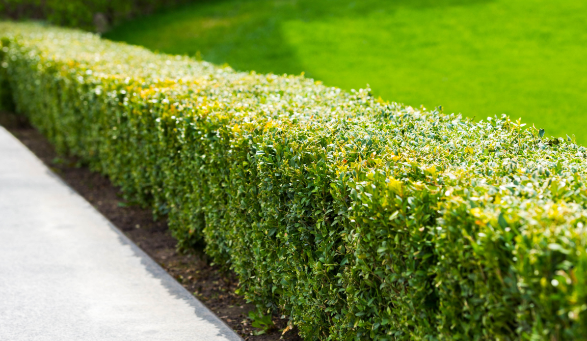 Neatly trimmed hedge bushes along walkway showing precision pruning and professional maintenance