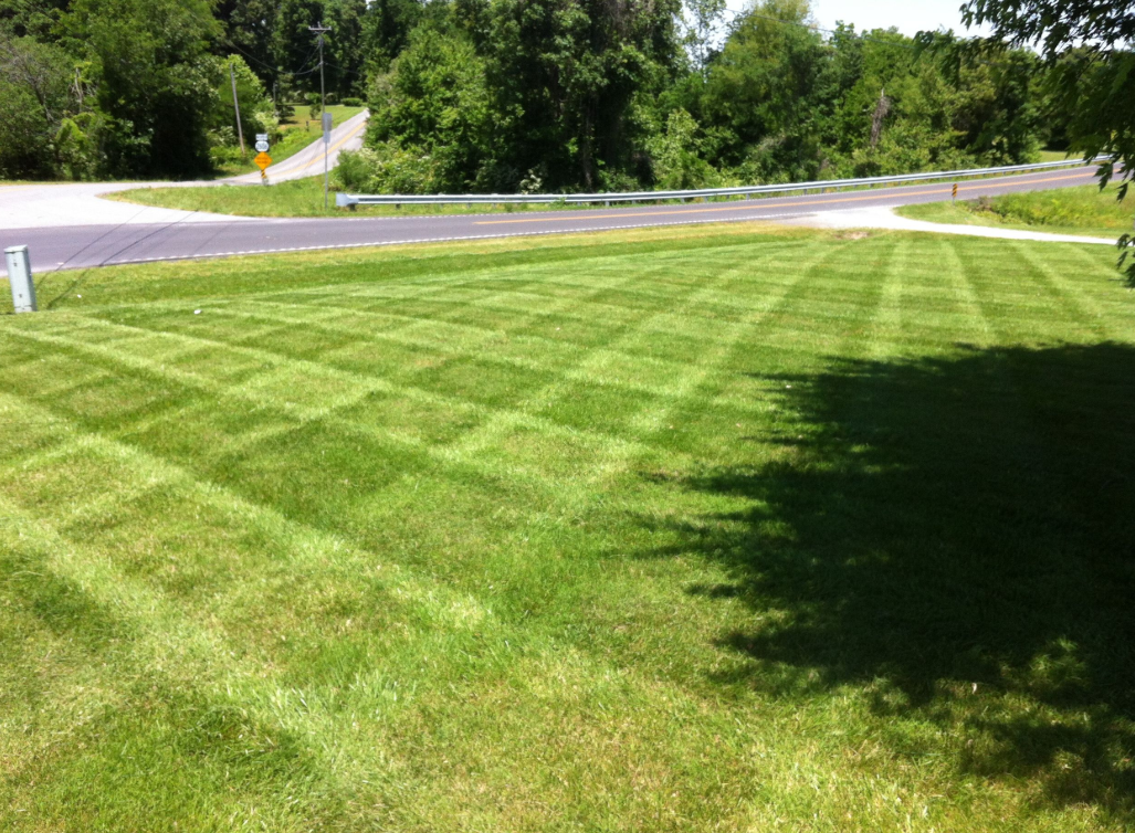 Professional roadside lawn with perfect striping patterns and mature tree shadows
