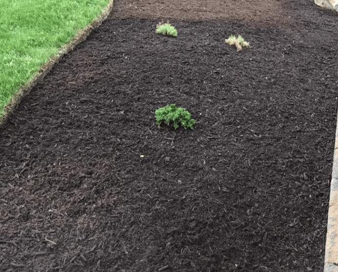 Freshly prepared weed-free garden bed with dark mulch and new plantings
